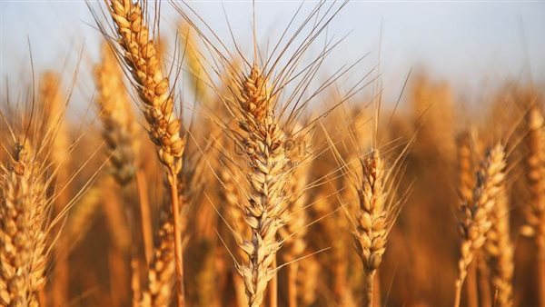 توريد 522 طن قمح