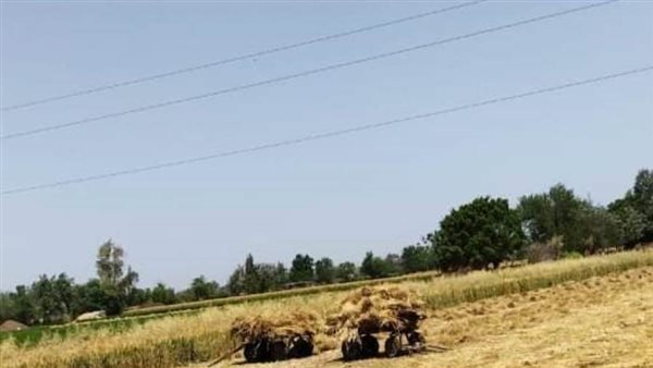 توريد 4 آلاف طن قمح