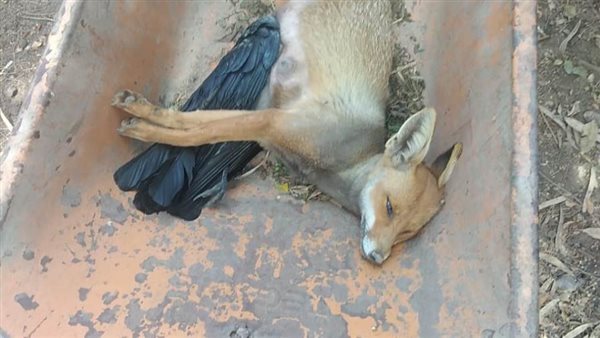 بيطرى الغربية تشن