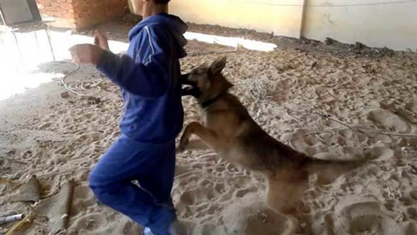 كلب مسعور يعقر 6