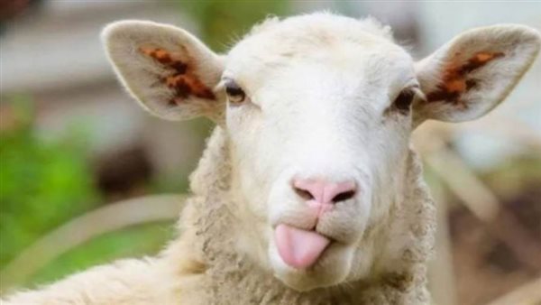 موعد أول أيام عيد