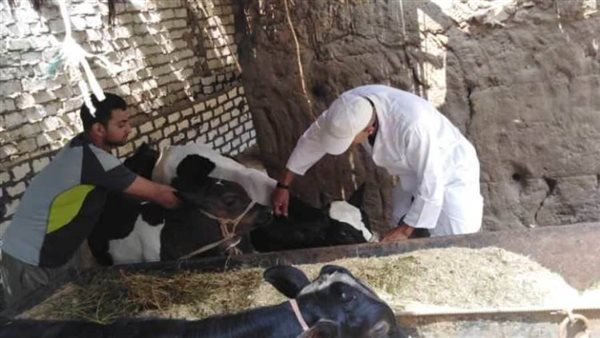 تحصين 372 ألف رأس