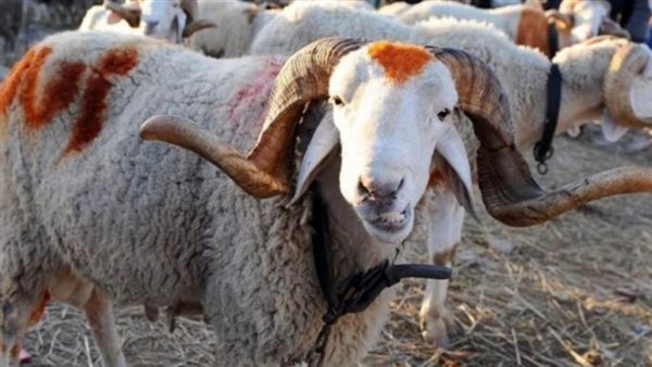 اجازة عيد الاضحى