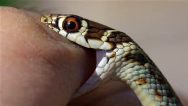 إصابة سيدة بلدغة