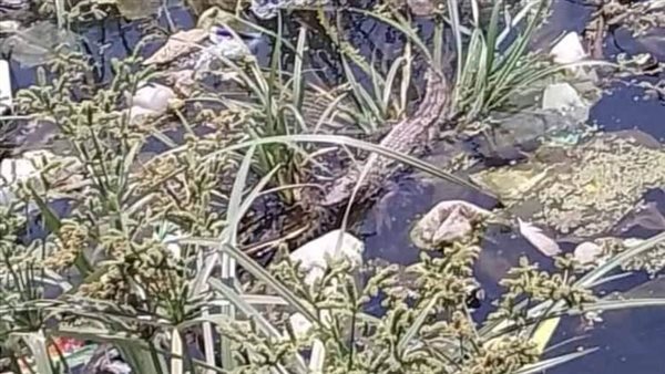 تمساح المنوفية