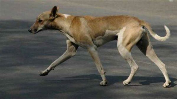 كلب مسعور يعقر 25