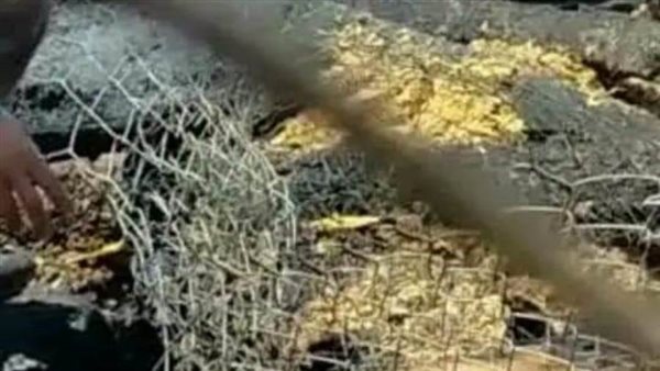 نفوق أكثر من 70 رأس