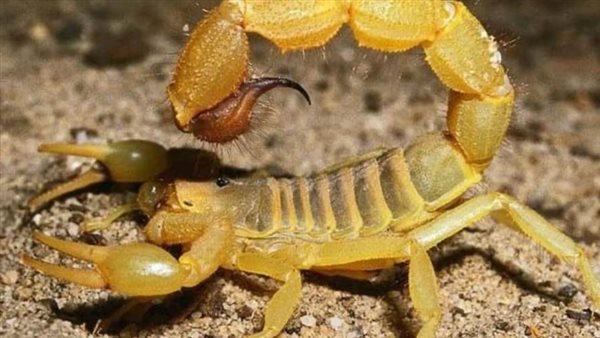 إصابة عامل بلدغة