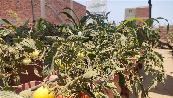 تضامن الغربية: زراعة