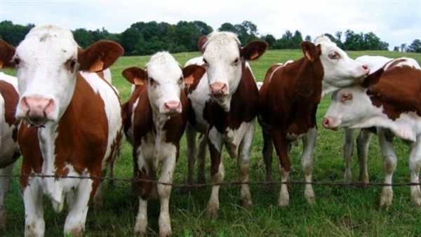 أبو اليزيد: مبادرة