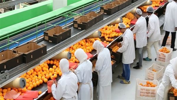 أبو اليزيد: مصر صدرت