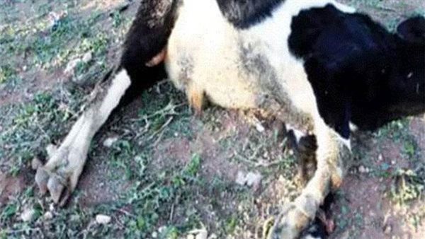 ذبح ماشية نافقة