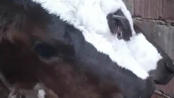 بيتصوروا جمبه كأنه