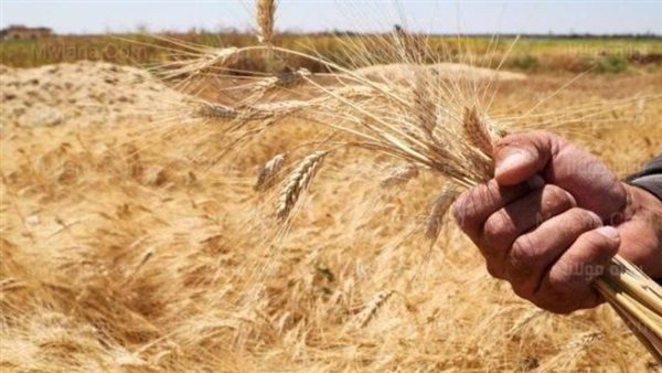 محافظ كفر الشيخ: