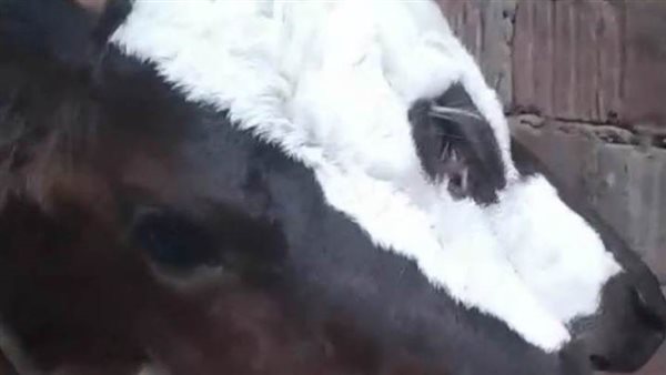 نفوق العجل المولود