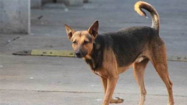 بالاسماء إصابة 11