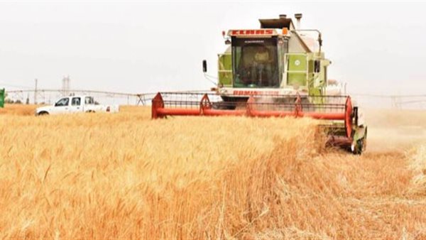 القمح المصري 