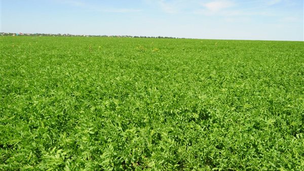 مشروعات استصلاح الأراضى