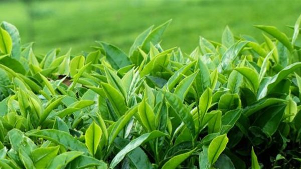 نقص مخزون الشاي