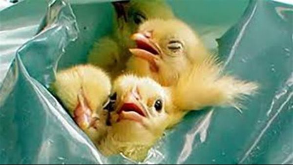 فيديو إعدام الكتاكيت