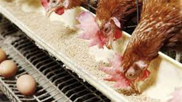 أسعار الأعلاف 