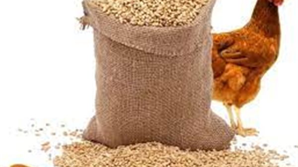 أسعار الأعلاف 