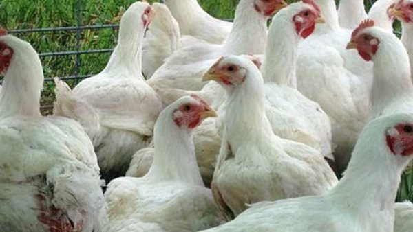 الفراخ البيضاء