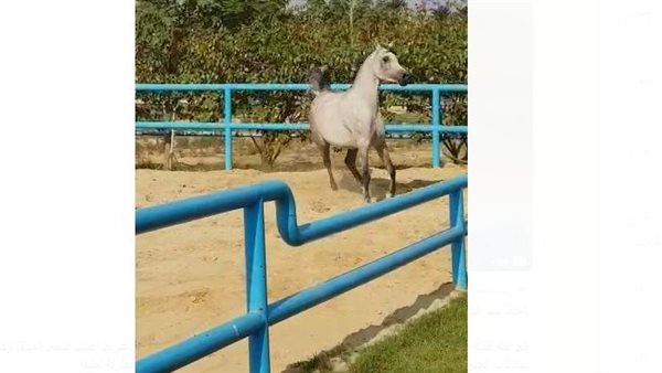 الخيل حياة الكريمة