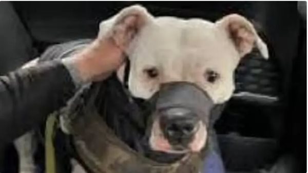 الكلب الأسير