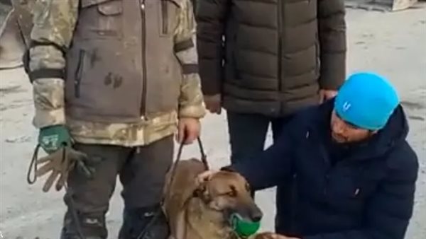 الكلبة سيلا