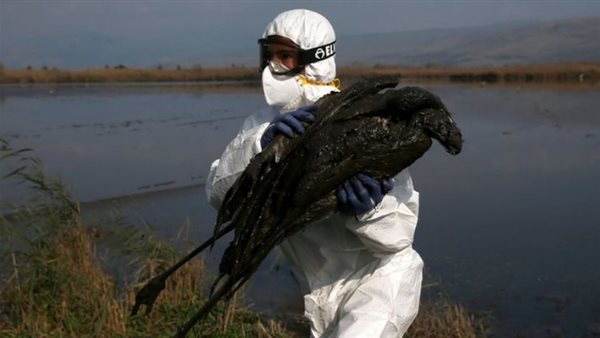 انفلونزا الطيور