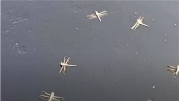 صورة من الفيديو