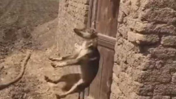 كلب - ارشيفية