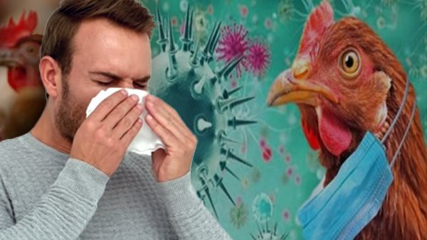 انفلونزا الطيور