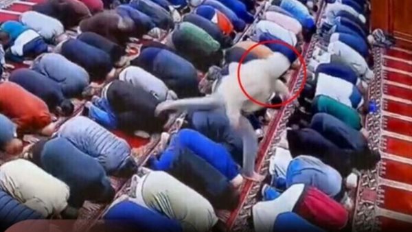 لقطة من الفيديو