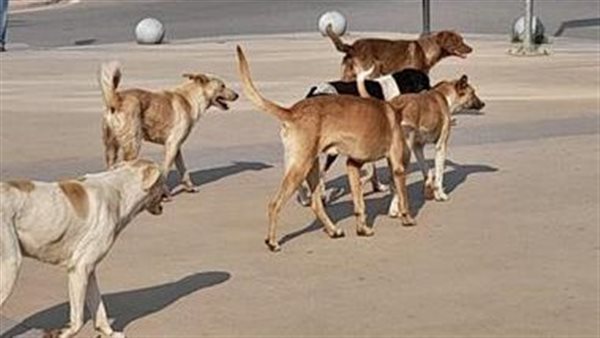 الكلاب الضالة 