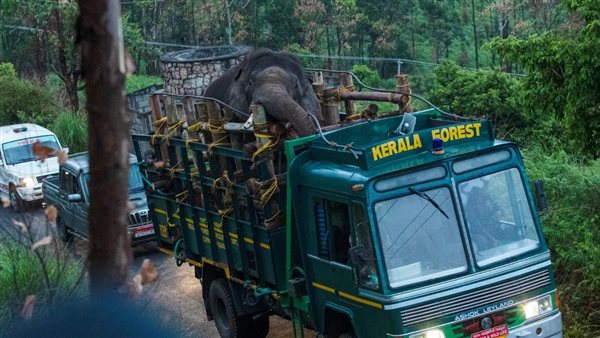 لحظة القبض على الفيل