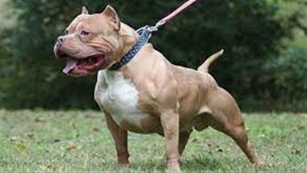 الكلاب الخطرة