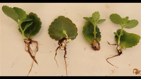 استنساخ النباتات