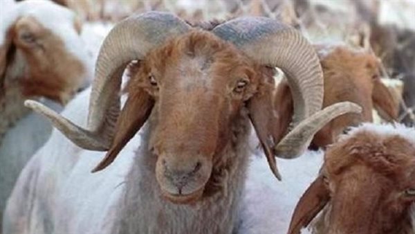 أضحية العيد