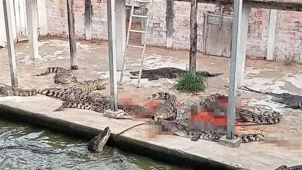 لقطة من الفيديو