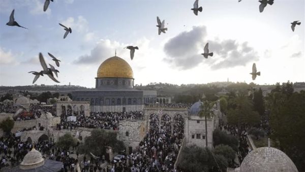 النائبة ميرال جلال