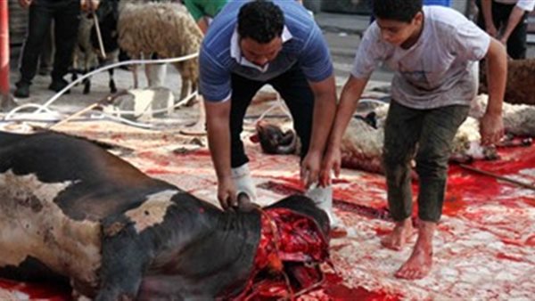 ذبح الأضحية 