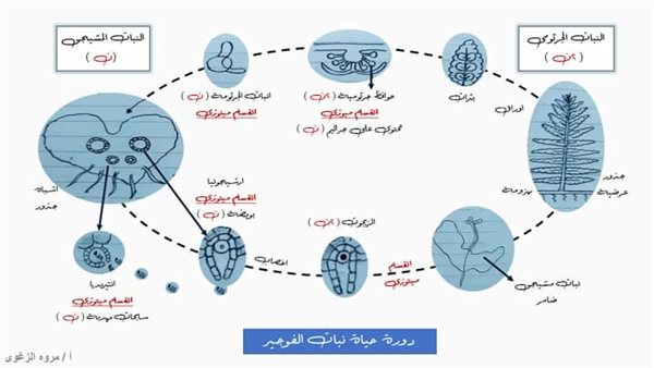 التكاثر في الأحياء