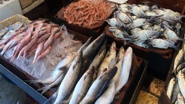 أسعار السمك اليوم