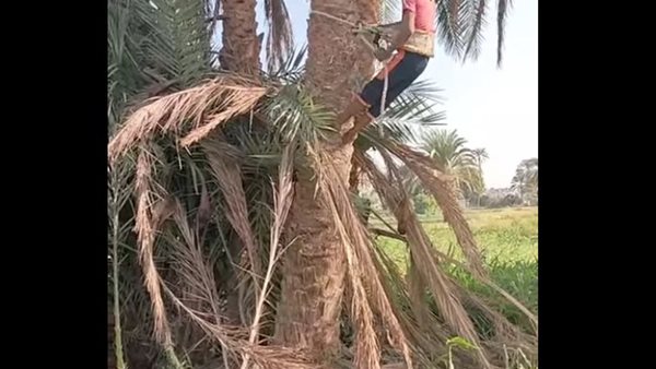 الشبح أشهر طالع نخيل