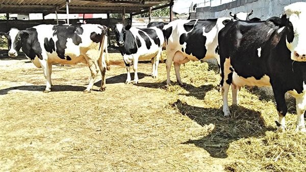 استيراد الحيوانات