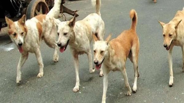 كلاب الشوارع