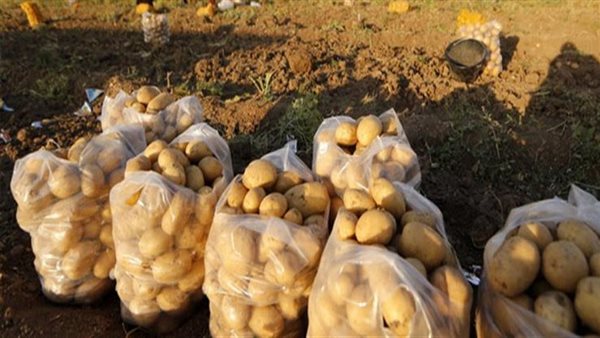 محصول البطاطس
