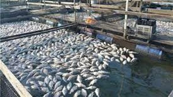 الثروة السمكية 